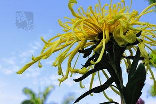 国产爆菊花,绽放民族特色的创新之花